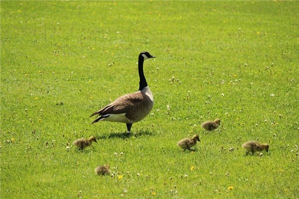 What does it mean to dream of a bustard? What does it mean to dream of a bustard?