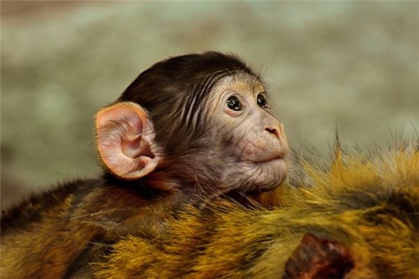 What does it mean to dream of a tailless ape? What does it mean to dream of a tailless ape?