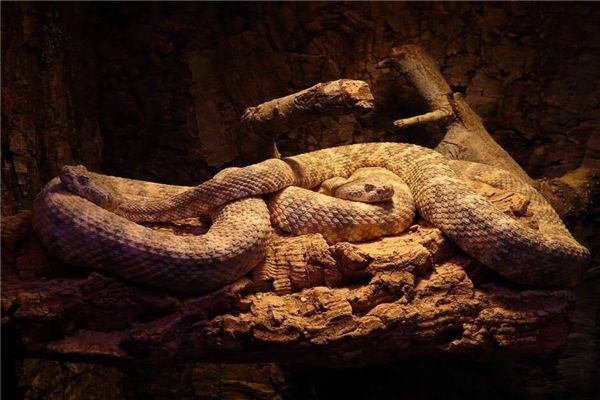 I dreamed of many large pythons
