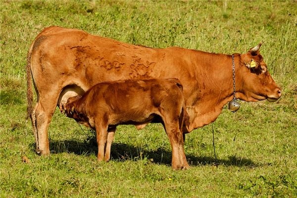 What does it mean to dream of a cow giving birth? What does it mean to dream of a cow giving birth?