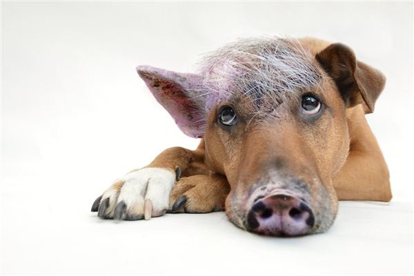 What does it mean to dream of dogs and pigs? What does it mean to dream of dogs and pigs?