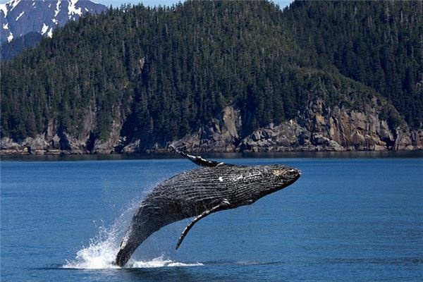 What does it mean to dream of a whale spouting water? What does it mean to dream of a whale spouting water?