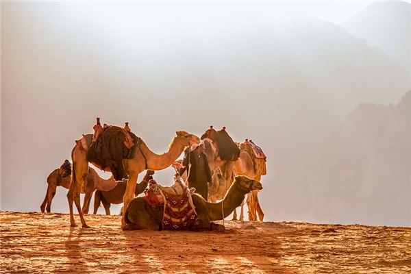 What does it mean to dream of camels and leopards? What does it mean to dream of camels and leopards?
