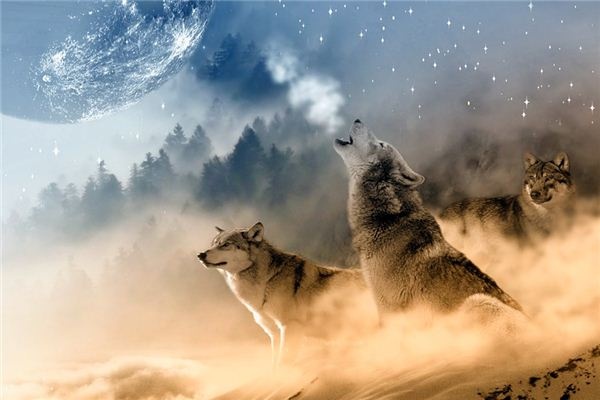 What does it mean to dream of a pack of wolves? What does it mean to dream of a pack of wolves?