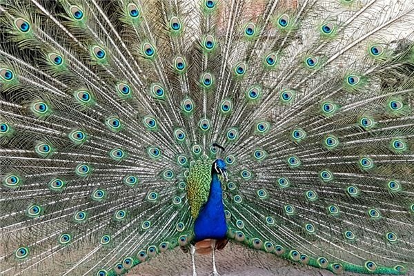 What does it mean to dream of a peacock displaying its tail feathers? What does it mean to dream of a peacock displaying its tail feathers?