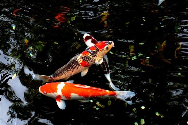 What does it mean to dream of carp? What does it mean to dream of carp?