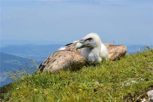 What does it mean to dream of vultures? What does it mean to dream of vultures?