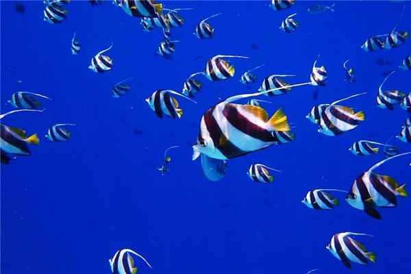 I dreamed of many fish I dreamed of many fish