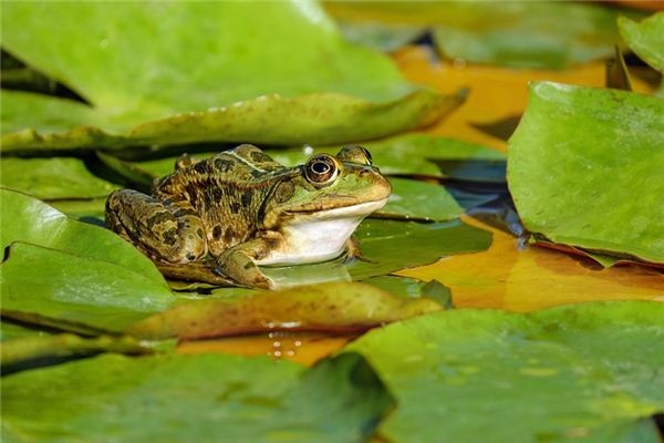 What does it mean to dream of the sound of frogs croaking? What does it mean to dream of the sound of frogs croaking?