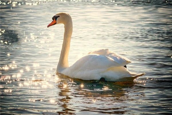 I dreamt of swans swimming on a blue lake.