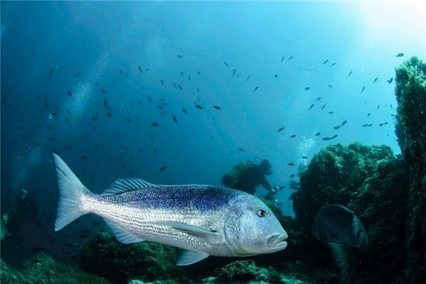 What does it mean to dream of a big fish? What does it mean to dream of a big fish?