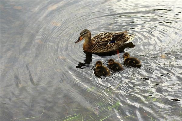 What does it mean to dream of wild ducks? What does it mean to dream of wild ducks?