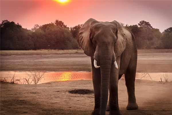 What does it mean to dream of an elephant? What does it mean to dream of an elephant?