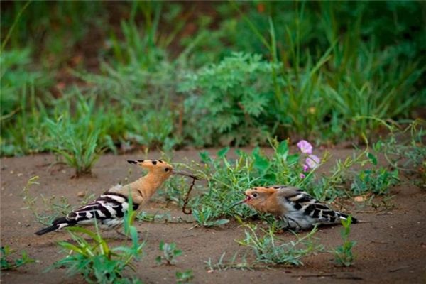 What does it mean to dream of a cuckoo? What does it mean to dream of a cuckoo?