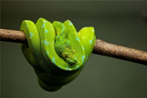 I dreamed of a giant python in a tree.