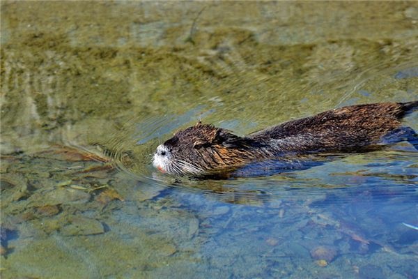 What does it mean to dream of a beaver? What does it mean to dream of a beaver?
