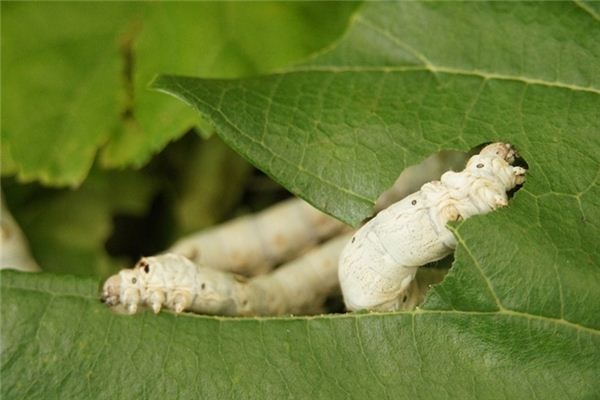 What does it mean to dream of silkworms? What does it mean to dream of silkworms?