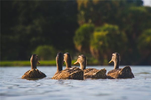 What does it mean to dream of ducks? What does it mean to dream of ducks?