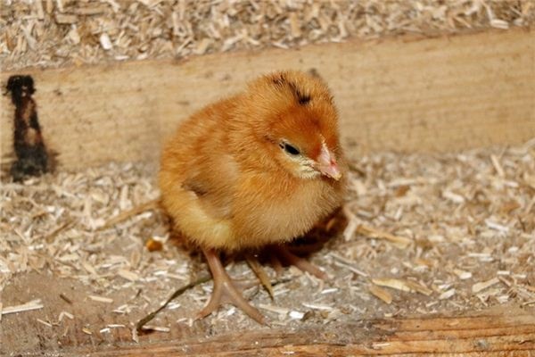 What does it mean to dream of chicks? What does it mean to dream of chicks?