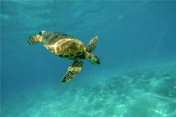What does it mean to dream of a sea turtle? What does it mean to dream of a sea turtle?