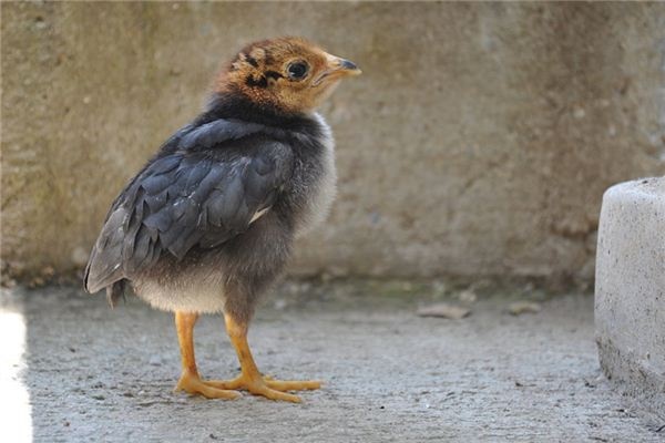 What does it mean to dream of a pheasant?