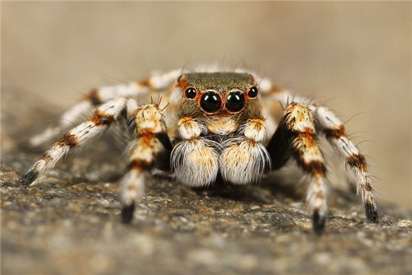 Dreaming of a large spider Dreaming of a large spider