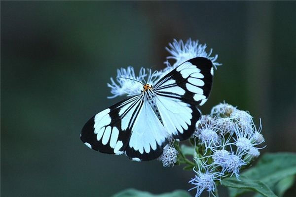 What does it mean to dream of white moths? What does it mean to dream of white moths?