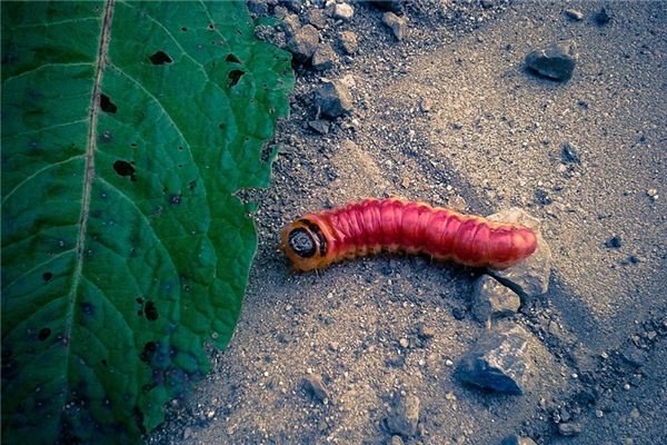 What does it mean to dream of red worms?