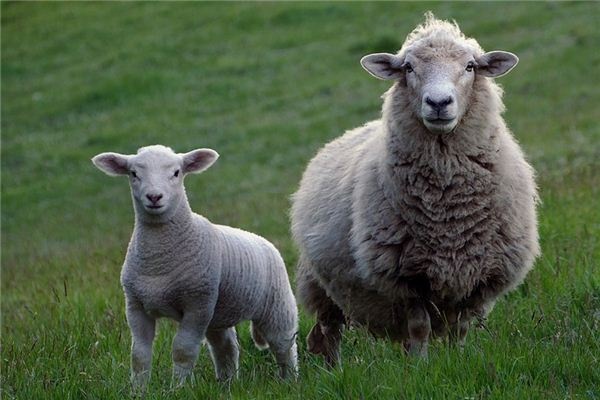 What does it mean to dream of a sheep's head? What does it mean to dream of a sheep's head?