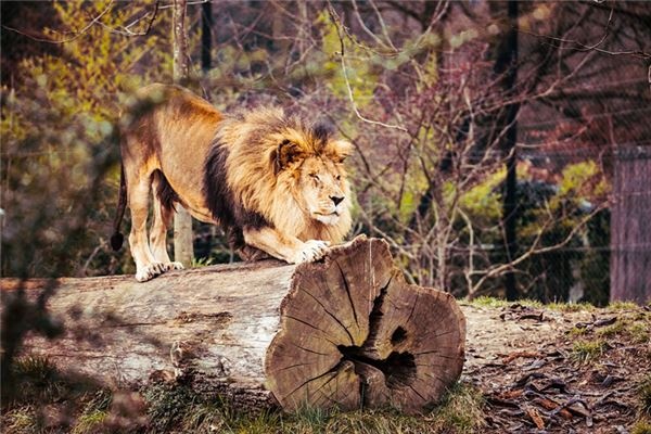 What does it mean to dream of lions and tigers? What does it mean to dream of lions and tigers?