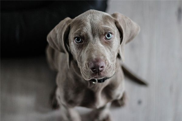 What does it mean to dream of killing a dog? What does it mean to dream of killing a dog?