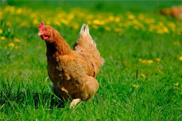 What does it mean to dream of killing a chicken? What does it mean to dream of killing a chicken?