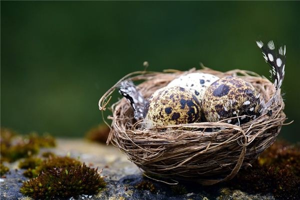 What does it mean to dream of bird eggs? What does it mean to dream of bird eggs?