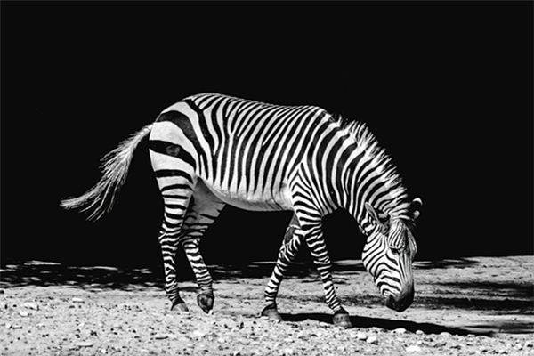 What does it mean to dream of zebras? What does it mean to dream of zebras?
