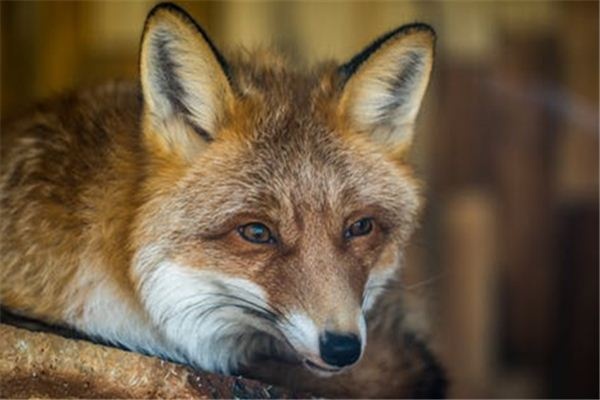 What does it mean to dream of a fox?