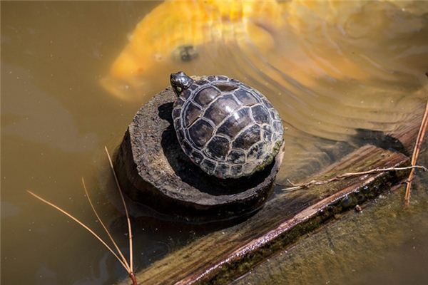 What does it mean to dream of a turtle eating a snake? What does it mean to dream of a turtle eating a snake?