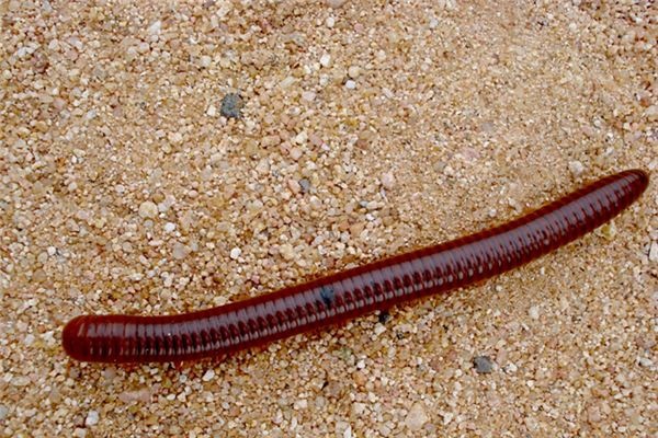 What does it mean to dream of earthworms? What does it mean to dream of earthworms?