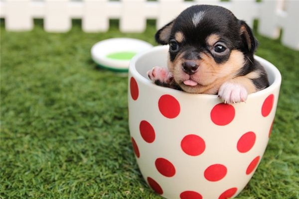 Dreaming of a puppy Dreaming of a puppy