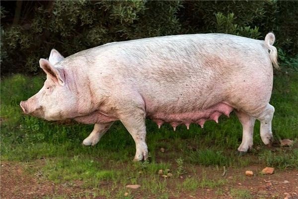 Dreaming of riding on a pig's back