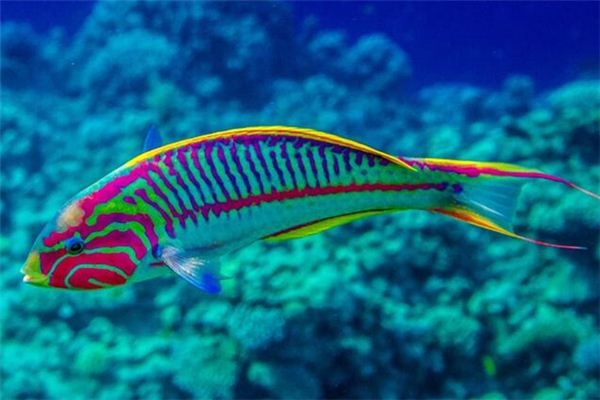 What does it mean to dream of colorful fish? What does it mean to dream of colorful fish?