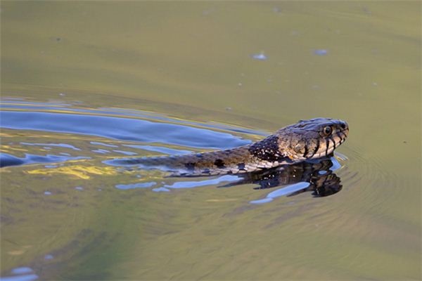 What does it mean to dream of giving a snake a bath? What does it mean to dream of giving a snake a bath?