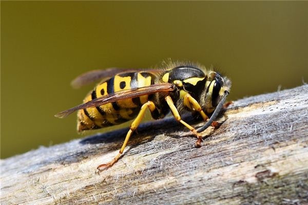 What does it mean to dream of bumblebees? What does it mean to dream of bumblebees?