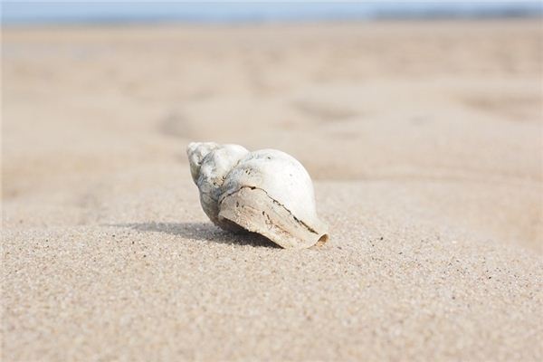 What does it mean to dream of snails? What does it mean to dream of snails?