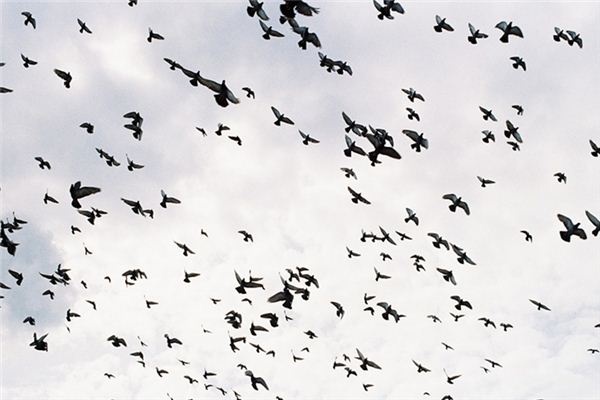 What does it mean to dream of a flock of birds? What does it mean to dream of a flock of birds?