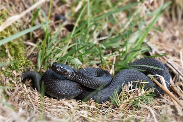 What does it mean to dream of a black snake? What does it mean to dream of a black snake?