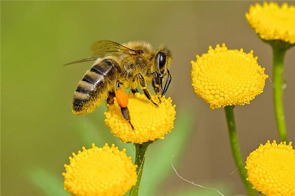 What does it mean to dream of bees? What does it mean to dream of bees?