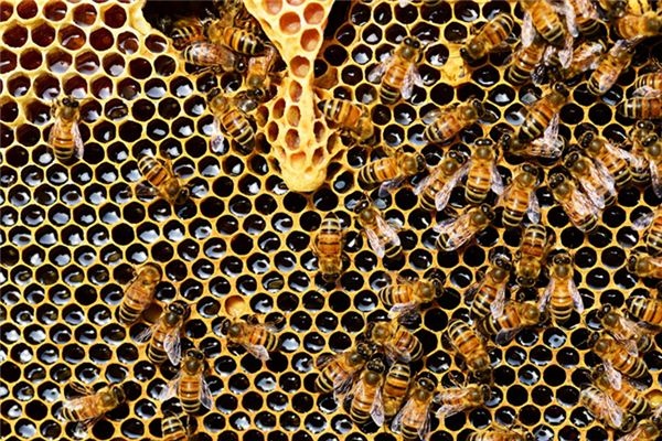 What does it mean to dream of a beehive? What does it mean to dream of a beehive?