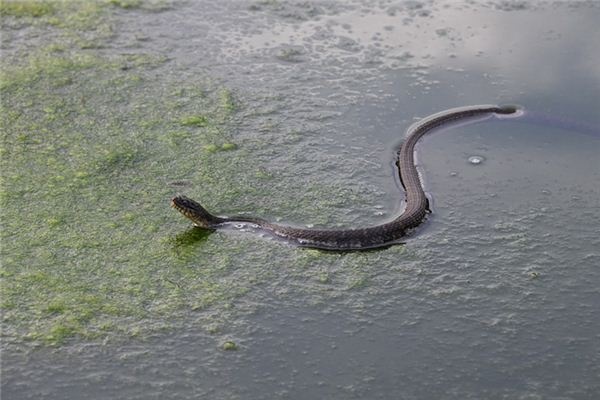 What does it mean to dream of being chased by a snake? What does it mean to dream of being chased by a snake?