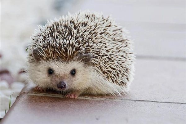 Dreaming of hedgehogs and porcupines