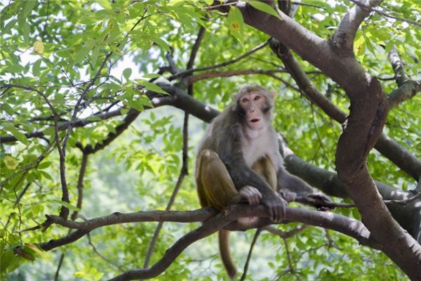 Dreaming of monkeys with different expressions